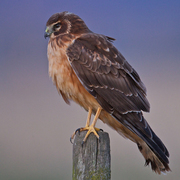 Juvenile Northern Harrier. Note: buffy breast.