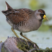 Breeding adult. Note: dark face, gray breast, and yellow bill.