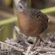 Adult. Note: gray face, reddish brown breast, and dark bill.