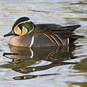 Male Male